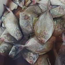 IKAN DORANG - Gambar 8