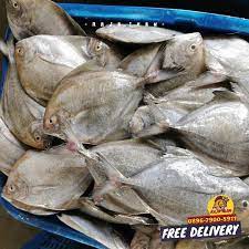 IKAN DORANG - Gambar 7