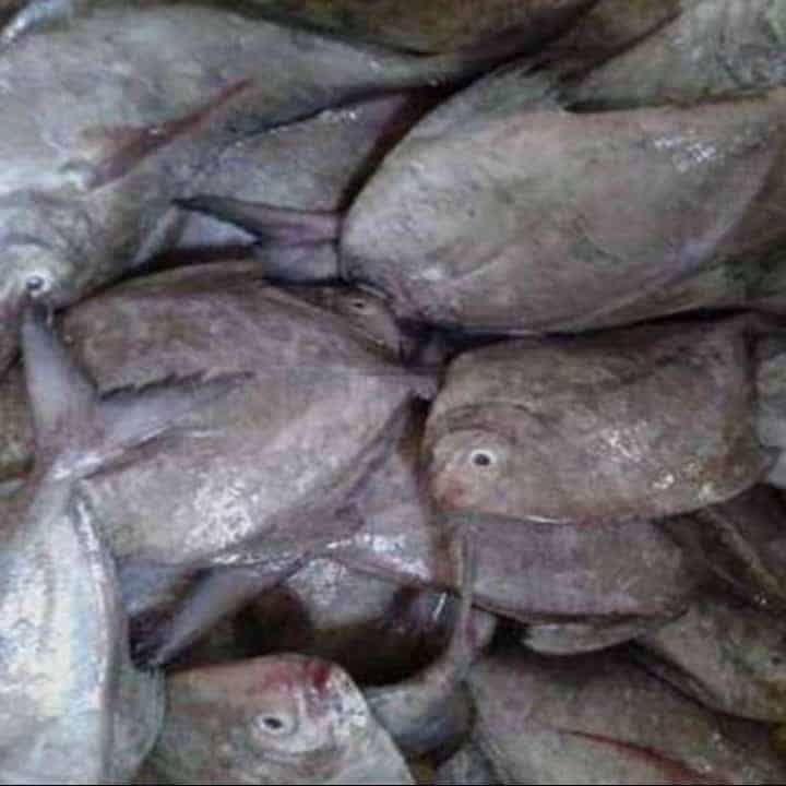 IKAN DORANG - Gambar 6