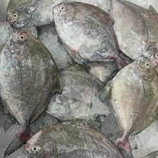 IKAN DORANG - Gambar 5