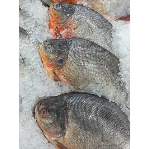 IKAN DORANG - Gambar 4