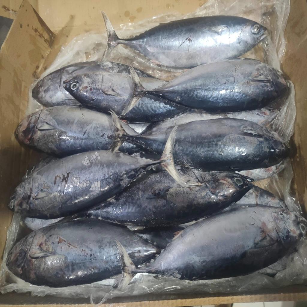 1. IKAN BABY TUNA